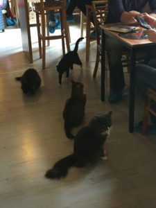 cat-cafe-4